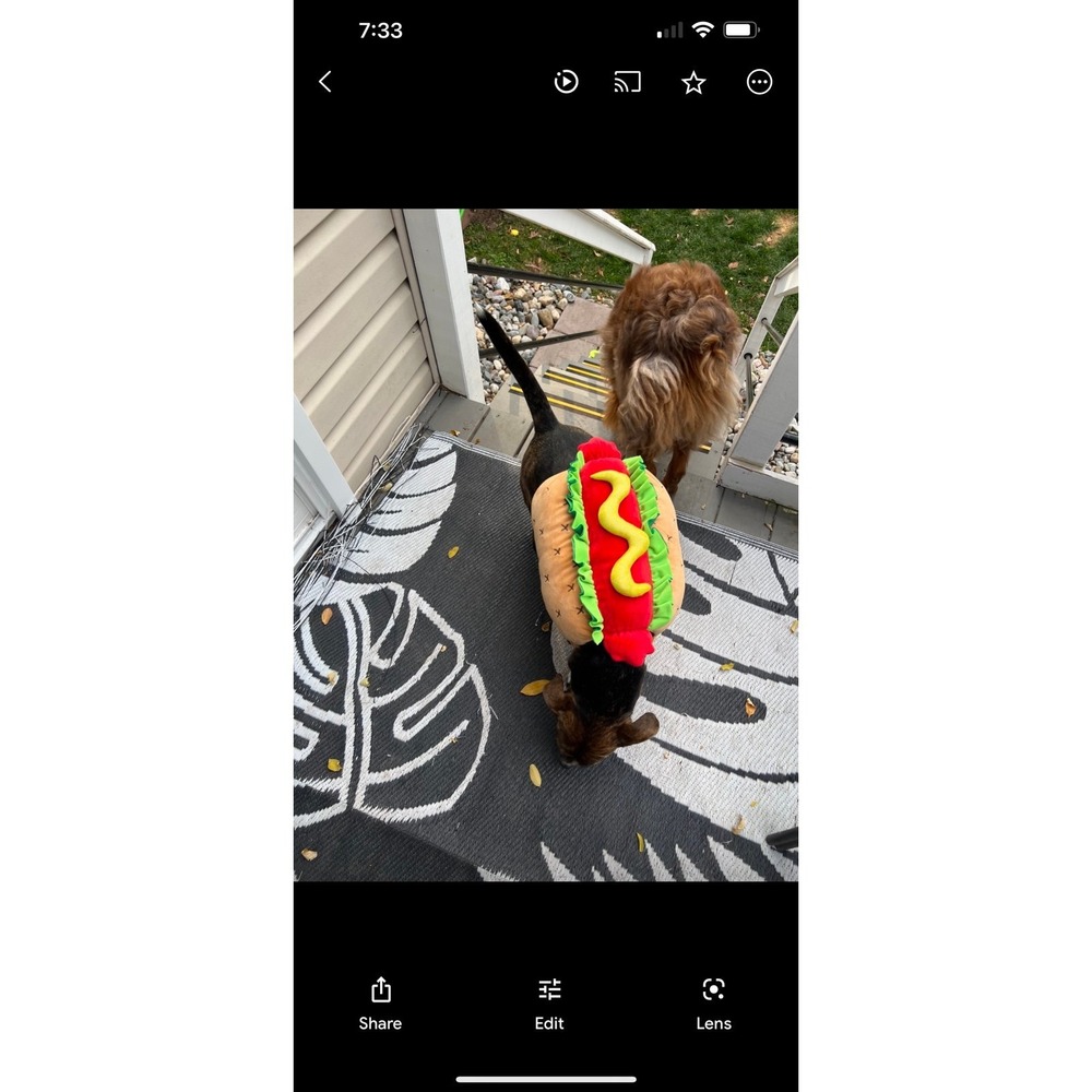 Fancy Hot Dog Tails & Noses Dog Costume